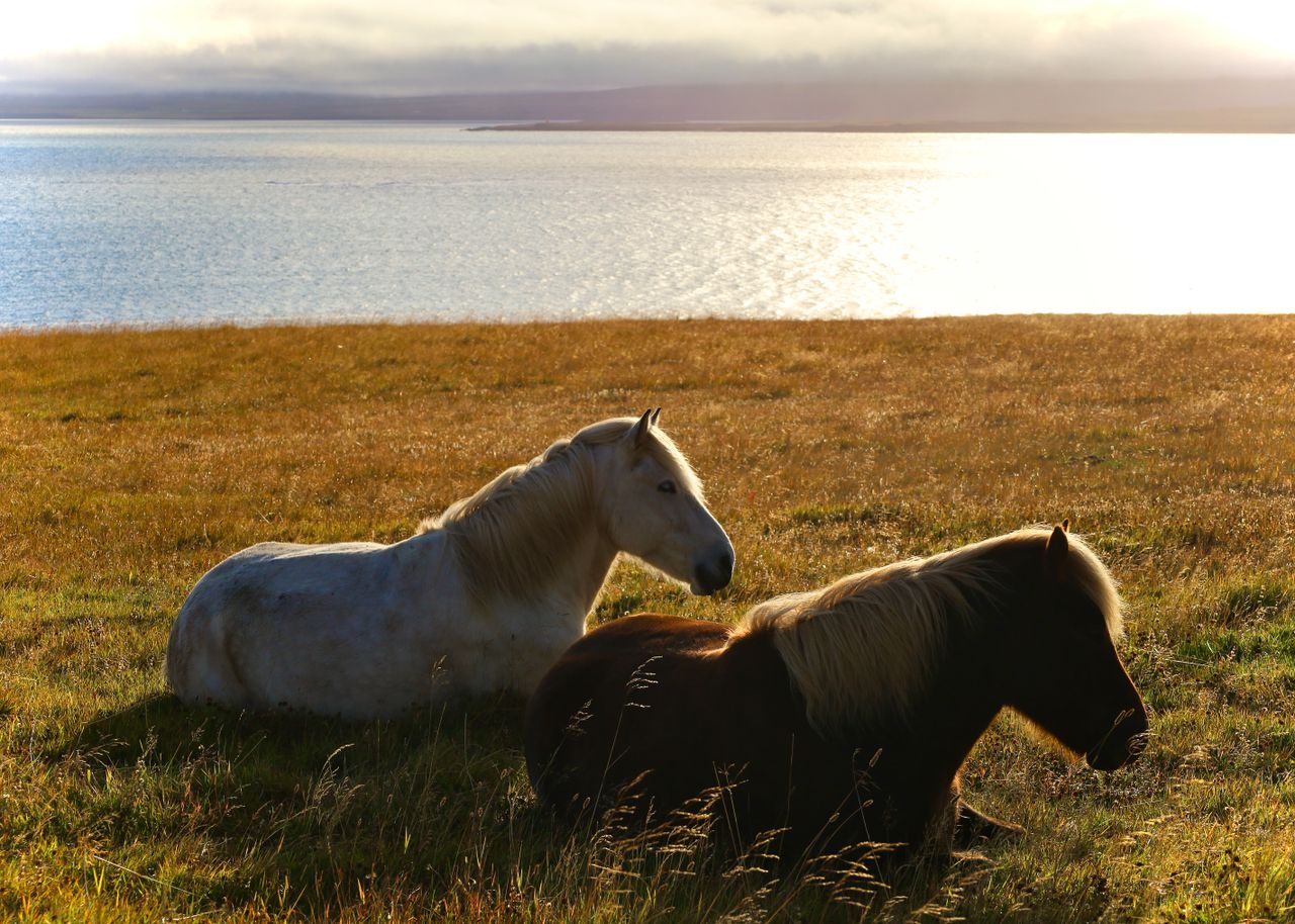 Two Icelandic horses peacefully resting on a grassy field by a serene lake at twilight.