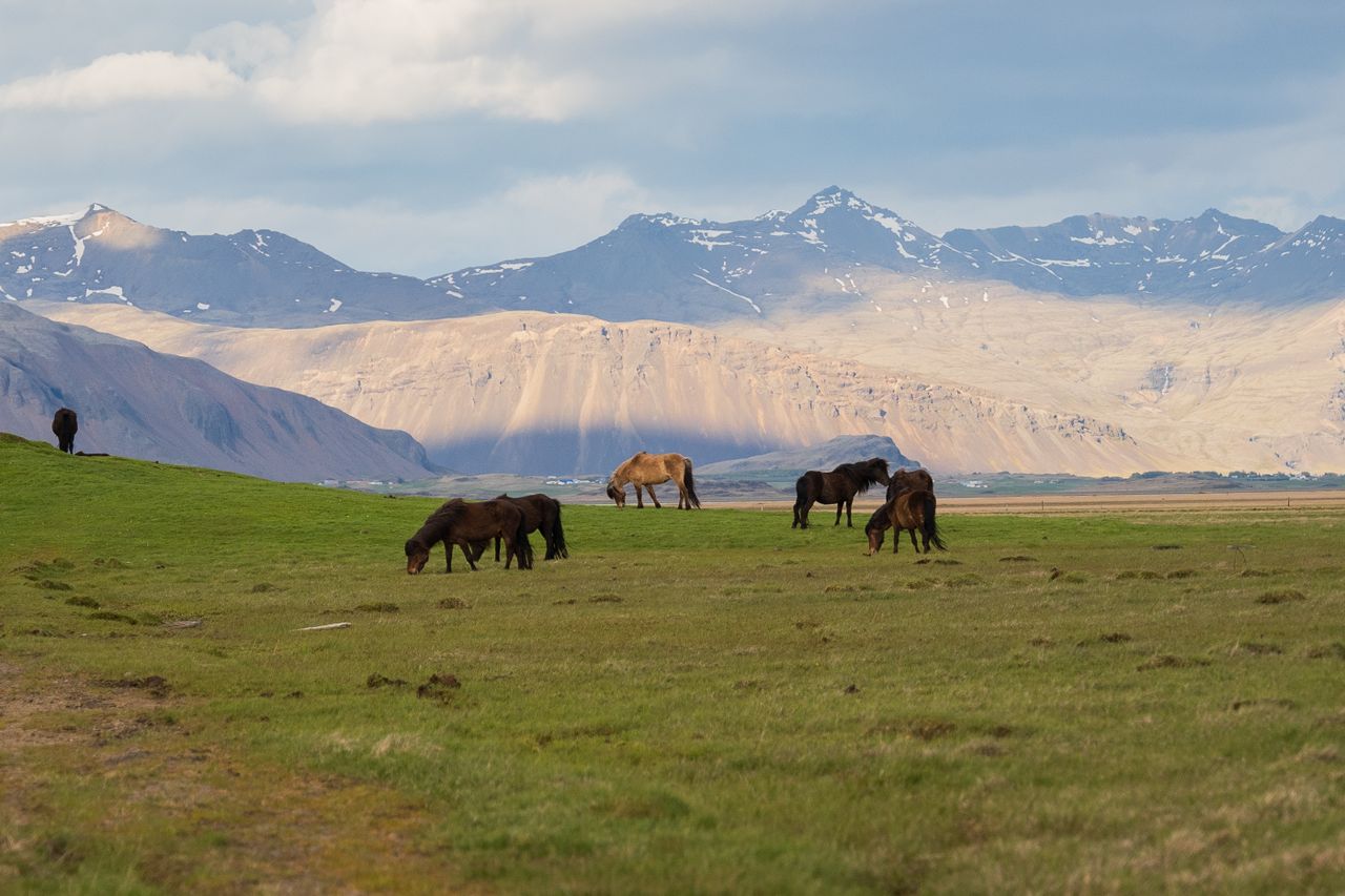 Horses peacefully grazing in a lush valley with stunning mountain backdrop under a clear sky.