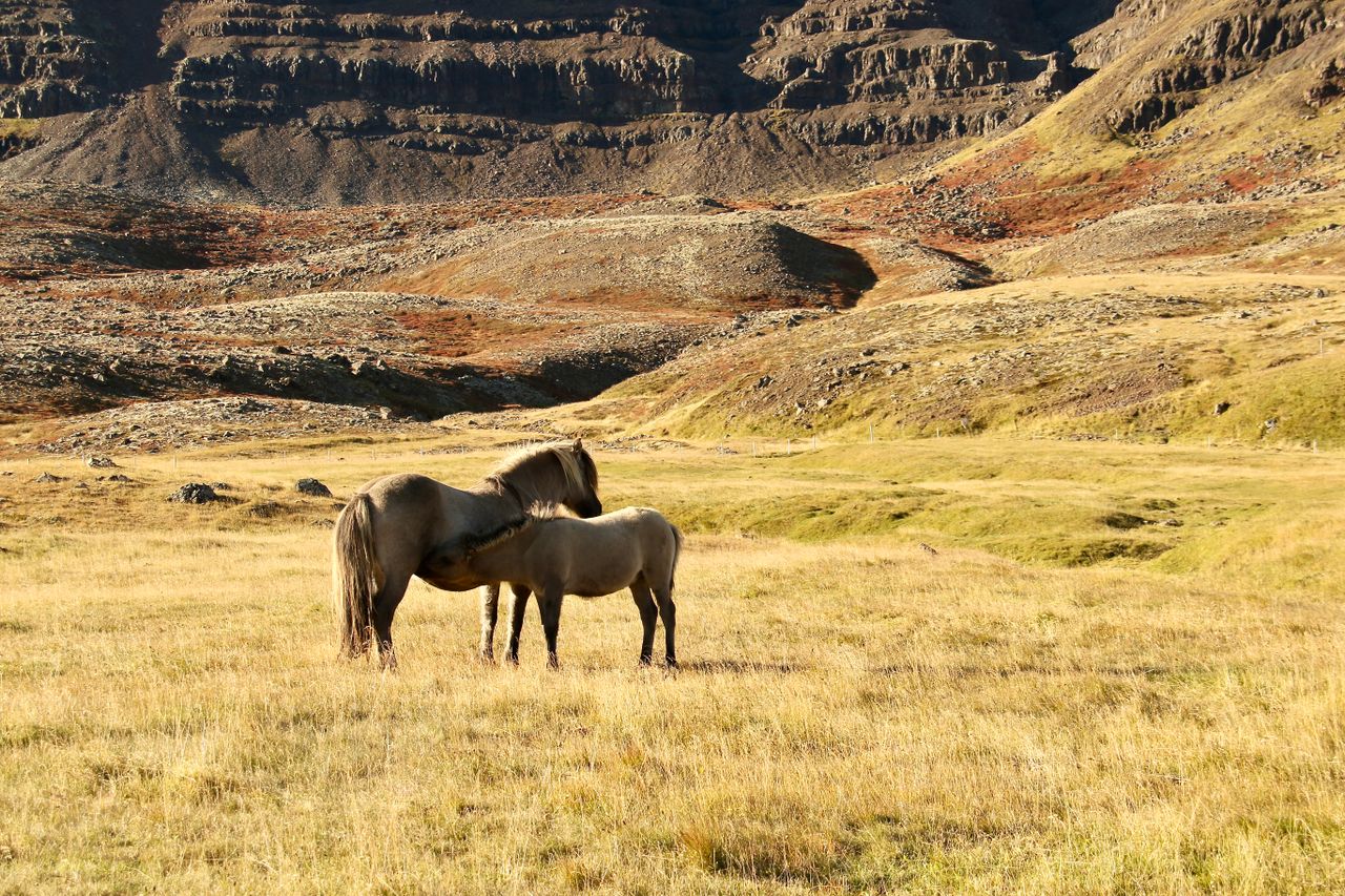 Two Icelandic horses grazing in a beautiful autumn landscape with rugged hills in the background.