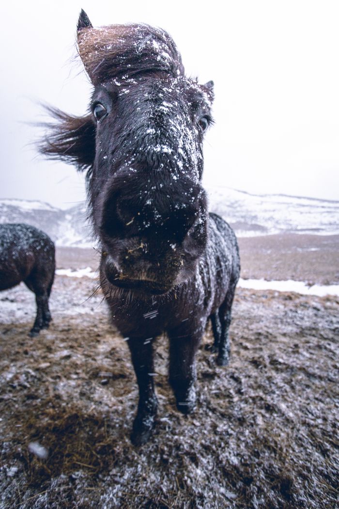 Close-up of an Icelandic horse in a snowy landscape, showcasing its rugged beauty.