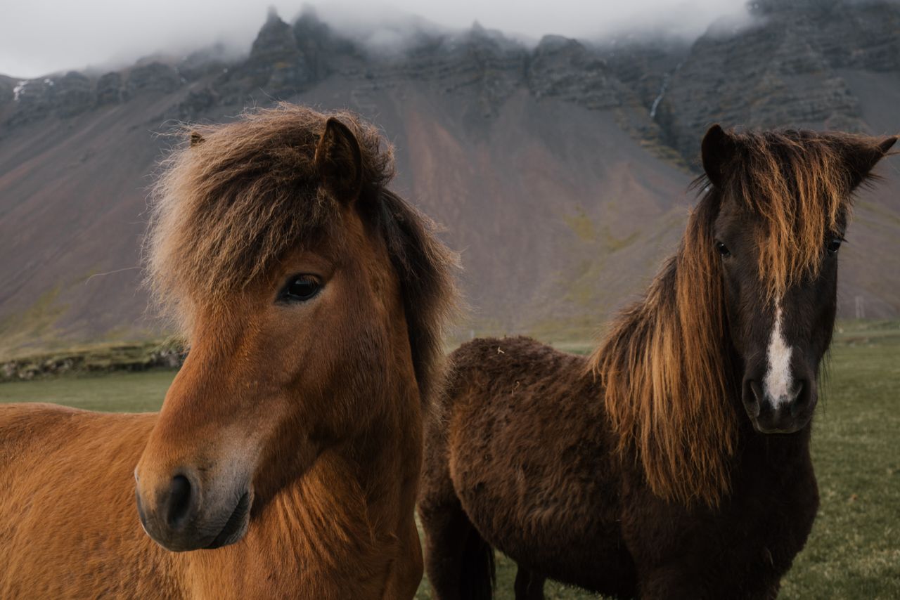 Close up of calm brown horses standing on pasture and looking at camera while grazing on grassland in overcast day