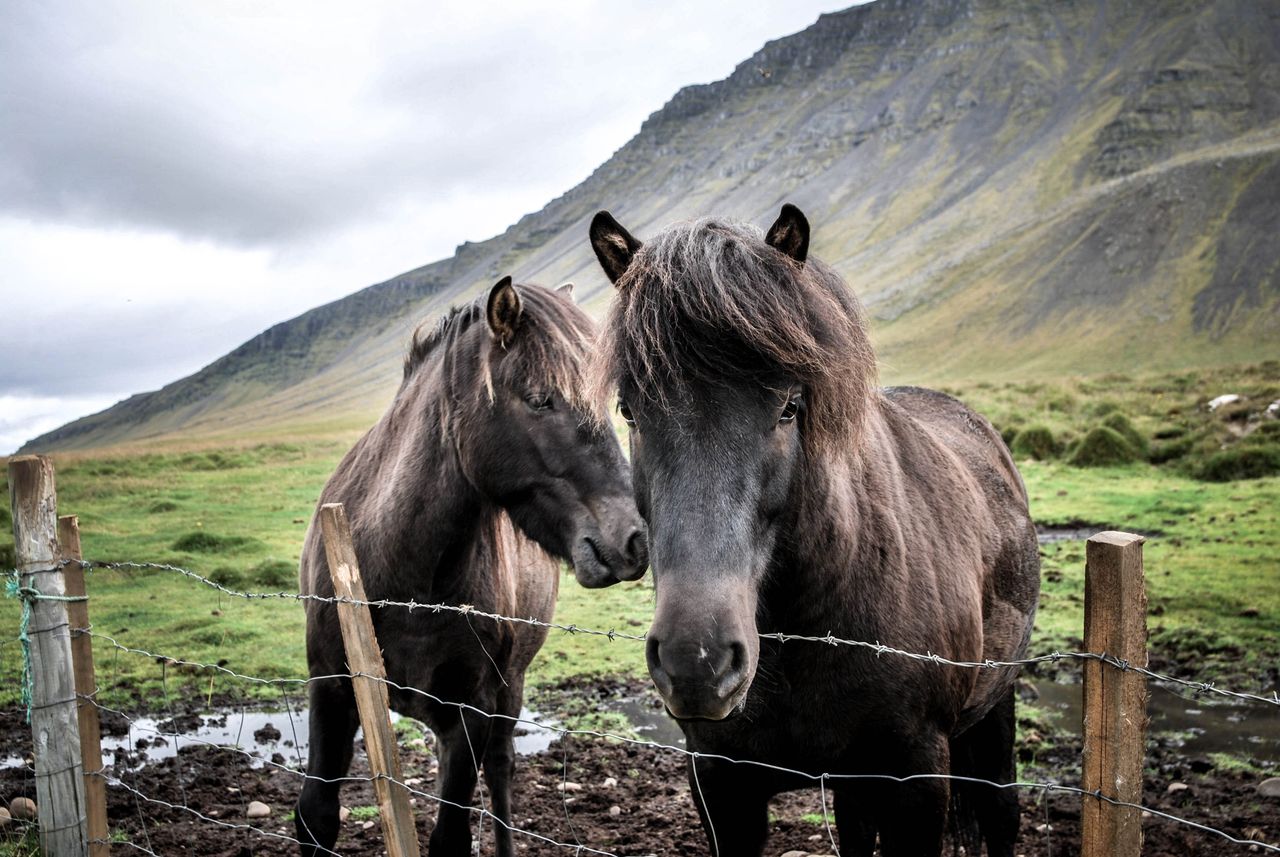 Two Icelandic horses standing by a barbed wire fence in a lush mountain landscape.